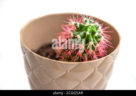 Cactus verts aux épines roses dans un pot lumineux sur fond clair. Arrière-plan avec succion avec espace de copie Banque D'Images