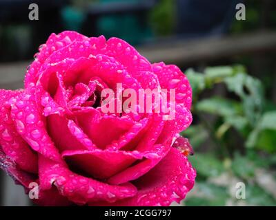 belle fleur rose avec gouttes de pluie sur elle contre dehors d'arrière-plan de mise au point Banque D'Images