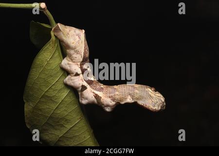 Grande chenille brune sur un énorme congé vert Banque D'Images