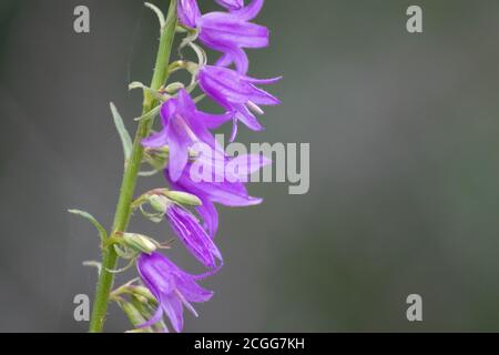 Violet Campanula bluebell fleurs sauvages gros plan avec fond vert flou. Fleurs de pelouse nature Banque D'Images