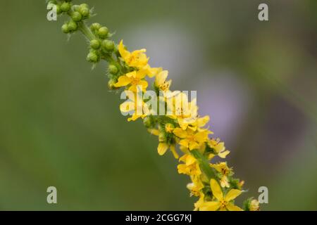 Agrimony jaune haute tige médicinale herbe fleurs macro. Herbe d'été sauvage gros plan sur une pelouse verte floue fond naturel Banque D'Images