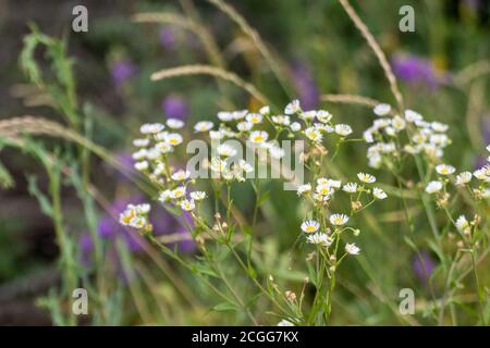 Douce petite Marguerite blanche sauvage comme des fleurs dans des fleurs naturelles sauvages champ de fleurs vertes, jaunes et violettes autour de l'environnement. Erigeron strigosus Banque D'Images