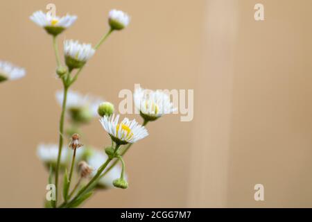 Doux minuscule blanc sauvage Marguerite comme des fleurs macro dans la nature sur beige jaune couleur flou environnement de fond. Egeron prairie nabue gros plan avec Banque D'Images