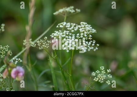 Macro de Pimpinella Saxifraga blanc ou burnet-saxifrage fleurs plante avec fond flou. Pelouse naturelle sauvage en gros plan Banque D'Images