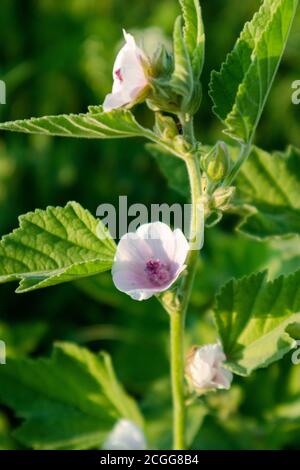 Althaea officinalis, ou mash-mallow, de la famille des Malvaceae. Fleur rose pâle et tendre avec des feuilles sur fond vert foncé vif. Verticale Banque D'Images