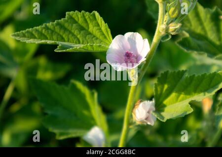 Althaea officinalis, ou mash-mallow, de la famille des Malvaceae. Fleur rose pâle et tendre avec des feuilles sur fond vert vif Banque D'Images