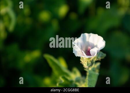 Althaea officinalis, ou mash-mallow, de la famille des Malvaceae. Fleur rose pâle et tendre avec des feuilles sur fond vert foncé vif. Sélectif FO Banque D'Images