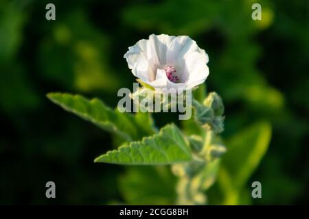 Althaea officinalis, ou mash-mallow, de la famille des Malvaceae. Fleur rose pâle et tendre avec des feuilles sur fond vert foncé vif Banque D'Images