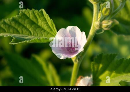 Althaea officinalis, ou mash-mallow, de la famille des Malvaceae. Fleur rose clair et tendre avec des feuilles sur fond vert foncé vif Banque D'Images