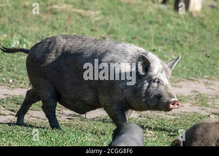 Mignon cochon gris courant sur le terrain d'été. Le sanglier noir se nourrit dans le champ vert ensoleillé de la ferme d'herbe Banque D'Images