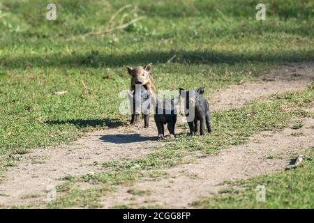 Petits cochons mignons jouant sur la route rurale de terre. Porcelets noirs se nourrissant dans un champ vert ensoleillé d'herbe de ferme Banque D'Images