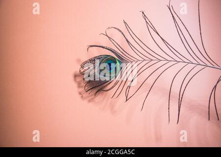 Plumes de paon sur fond de corail.orientation horizontale Banque D'Images