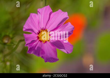 Fleur cosmos pourpre avec des étamines jaunes sous un soleil d'été et sur un arrière-plan vert flou Banque D'Images