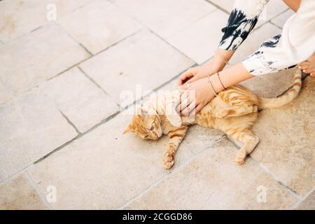 Les mains de femmes avec des bagues et des bracelets sont en cours de course un chat de gingembre sur la chaussée. Banque D'Images