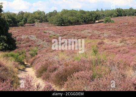 Mookerheide à Mook, aux pays-Bas Banque D'Images