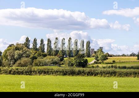 Une rangée de peupliers et la tour de l'église dans le village Severn Vale de Maisemore, Gloucestershire au Royaume-Uni Banque D'Images