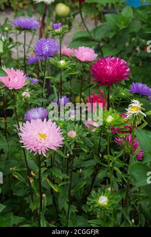 Des asters multicolores sur un lit à fleurs dans un parc. Banque D'Images