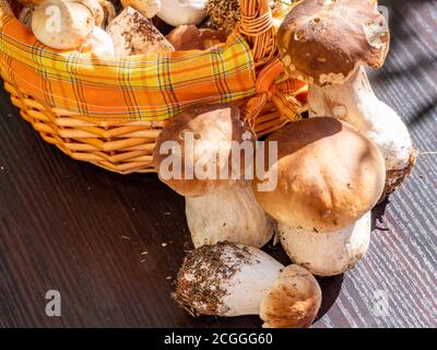 nombreux champignons porcini avec panier à l'automne Banque D'Images