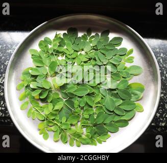 Feuilles de Moringa récoltées à partir d'un arbre de moringa Banque D'Images