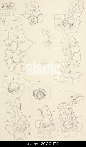 . Sur la germination, le développement et la fructification de la Cryptogamie supérieure, et sur la fructification des Coniferae . PLAQUE XXV.. PC ATE XXVI. Banque D'Images