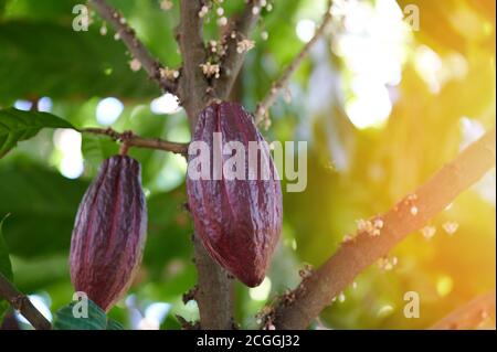 Thème de la récolte de fruits au chocolat cacao. Deux gousses de cacao rouge sont accrochées à l'arbre Banque D'Images