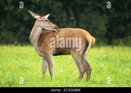 Cerf rouge arrière lécher la fourrure sur la prairie dans la nature d'automne. Banque D'Images