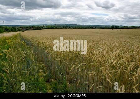 Vue sur un champ de maïs mûrissant en direction de la ville de Basingstoke, dans le Hampshire, par une journée d'été. Les terres agricoles - une partie du domaine de Manydown - Banque D'Images