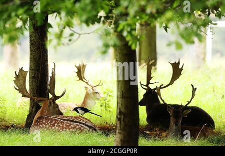 Un magpie marche sur le dos d'un cerf en jachère tandis qu'ils se reposent parmi les arbres dans le Phoenix Park de Dublin. Date de la photo : vendredi 11 septembre 2020. Le crédit photo devrait se lire comme suit : Brian Lawless/PA Wire Banque D'Images