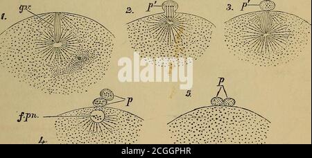 . Les éléments de l'anatomie de Quain . ell ou cellule germinale n'est pas, du moins chez les animaux supérieurs, capablede subir une division cellulaire complète, et donc de lancer le développement, sans d'abord passer par certains changements qui ne sont pas, on l'estime, partagés par les cellules ordinaires. À ces changements dans les theterms ovmn la maturation et la fécondzatmi sont appliqués, et leur résultat est la production de la première cellule embryonnaire. La maturation de l'ovule consiste essentiellement en l'extrusion d'une portiondu noyau ou de la vésicule germinale, avec une petite quantité de protoplasme ou de vitellus. Ce processus de Banque D'Images