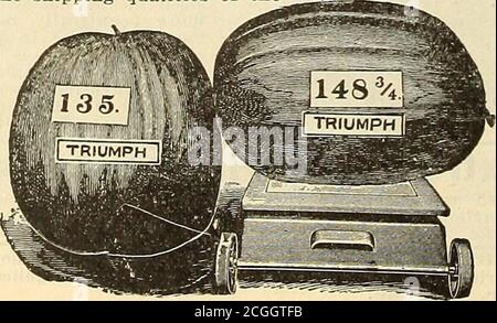 . Griffith & Turner Co : fournitures agricoles et de jardin . MONARCH GRIS OU LONG GLAÇAGE BLANC. Ce Melon distinct est sans doute l'un des plus grands d'EM,atteignant fréquemment un poids de 70 livres et plus. La peau est de couleur gris tachetée, de forme longue, chair crimson vif, et ofsuet, saveur délicieuse. C'est aussi un bon expéditeur, transportant des distances bien longues, et apportant des prix très élevés. PKT., 5c. Oz., 10c. 1-4 lb, 15c. Lb., 50 c. PASTÈQUE RATTLESNAKE. Grand, oblong, rayé et tacheté : chair rouge vif ; un bon navire : une variété préférée dans le Sud. Pkts , 5c. Et 10c. 1-4 lb, 15c. Lb., Banque D'Images