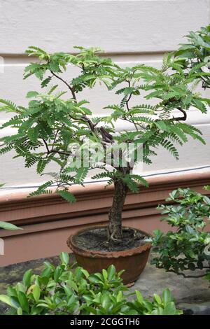 Bonsai de Tamarind ou Tamarindus indica. Kolkata, Inde. Banque D'Images