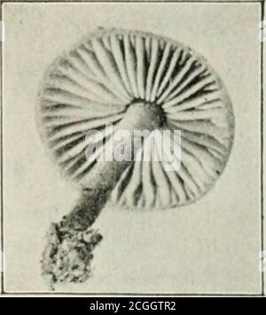 . Cyclopedia annuel et analytique de médecine pratique; . Banque D'Images