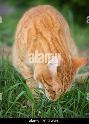 Chat au gingembre mangeant de l'herbe verte, gros plan Banque D'Images