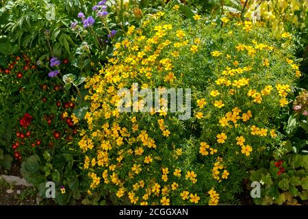 Fleurs de marigolds jaunes sur un lit de fleurs dans le jardin. Banque D'Images