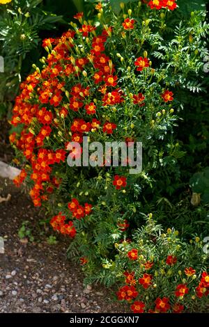 Fleurs de marigolds multicolores sur un lit de fleurs dans le jardin. Banque D'Images