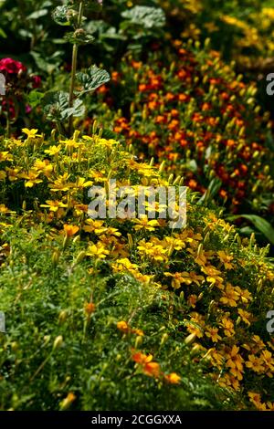 Fleurs de marigolds multicolores sur un lit de fleurs dans le jardin. Banque D'Images