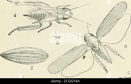 . Un manuel des insectes nuisibles avec des méthodes de prévention et de remède pour leurs attaques contre les cultures vivrières, les arbres forestiers et les fruits. À laquelle est annexé une brève introduction à l'entomologie . stade de l'existence, il doit, à toute vitesse praticable donner avis de la même chose à l'aconstable de l'établissement de police de la localité (les dutiesde la police sont inutiles pour être inscrits); Mais il est également prévu qu'il ne sera pas légal pour toute personne qui jette, conserve ou distribue des spécimens vivants de la BeetleColorado à n'importe quel stade, et toute personne qui ne fait rien qu'il est demandé par le présent ordre Banque D'Images