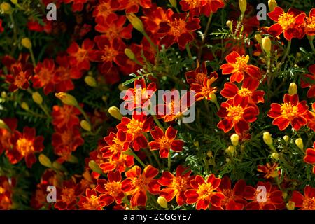 Fleurs de marigolds multicolores sur un lit de fleurs dans le jardin. Banque D'Images