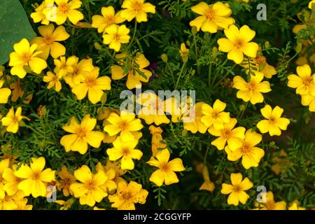 Fleurs de marigolds jaunes sur un lit de fleurs dans le jardin. Banque D'Images