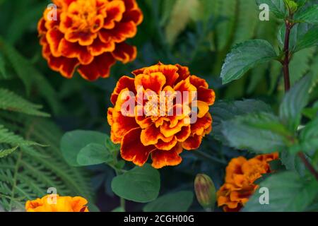 Fleurs de marigolds multicolores sur un lit de fleurs dans le jardin. Banque D'Images