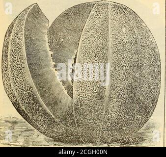 . Griffith & Turner Co : fournitures agricoles et de jardin . MUSK ME&gt;IvOiVS==suite. ANNE ARUNDEL. Anne Arundel Cantaloupe stock de conréginal). La coupe représente un échantillon de notre stock photographié à partir de fruits provenant de la culture de semences en croissance. Il est très grand, presque rond, profondément netté, et de bonne saveur. Awagonload d'entre eux à la fois attirsl'attention des acheteurs, et quand piledup sur un stalle de marché ils sont irre-sisable. Aucun grand producteur n'a de stock complet sans ce superbe melon. Ce beau melon, présenté par nous il y a plusieurs années. A été pour l'année préférée avec un certain nombre de producteurs de theleading Banque D'Images