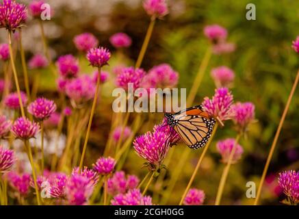 Insectes à l'automne fleurs sauvages Banque D'Images