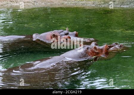 Rivière Hippopotamus dans l'eau Banque D'Images