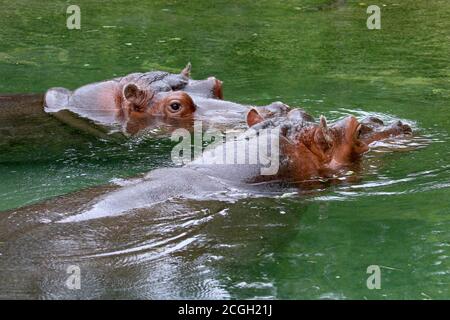 Rivière Hippopotamus dans l'eau Banque D'Images