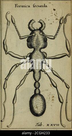 . Francisci Redi patritii Aretini Experimenta circa generationem insectorum . Banque D'Images