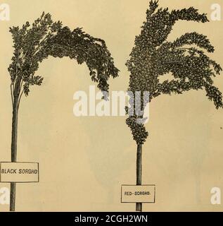 . Le livre manuel du sorgho; un traité sur les cannes à sucre sorgho et imphée, leur histoire, culture et fabrication en sirop et sucre, et valeur pour la nourriture et le fourrage . Le Mammoth blanc, l'Africain blanc, et Neeazana, sont adultes dans ce pays depuis de nombreuses années, et sont des variétés bien connues de l'Imphee. 12 Sorgho noir et rouge.. Le Sorgho noir et rouge illustré ci-dessus était de Cawnpore, en Inde. Les étiquettes attachées aux gravures (qui ont été faites à partir de photographes) étaient dans chaque cas deux pouces par un dans la taille réelle; de sorte que les dimensions de chaque panicule peuvent être facilement déterminées par usi Banque D'Images