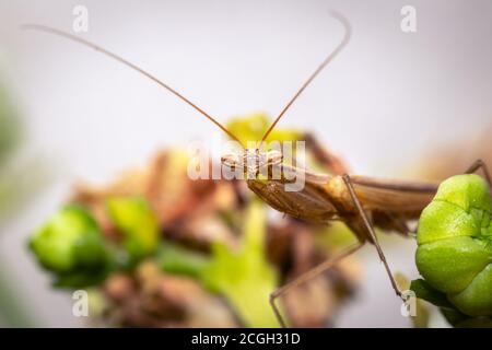 Mantis de prière brune assise sur des fleurs pourpres et jaunes, le Cap, Afrique du Sud Banque D'Images