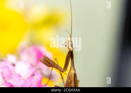 Mantis de prière brune assise sur des fleurs pourpres et jaunes, le Cap, Afrique du Sud Banque D'Images