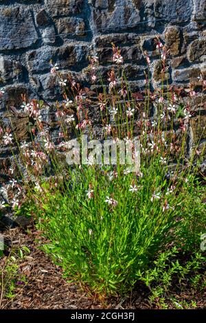 Gaura lindheimeri 'blanc parakle' une fleur d'automne rose blanc d'été Plante communément connue sous le nom d'image de la photo de la réserve de Beeblossom de Lindheimer Banque D'Images