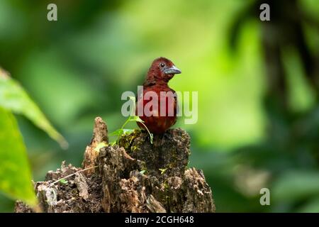 Un Tanager à bec d'argent perçant sur une souche d'arbre dans la forêt. Oiseau sur une souche. Oiseau dans la forêt. Tanager se perçant sur fond vert Banque D'Images